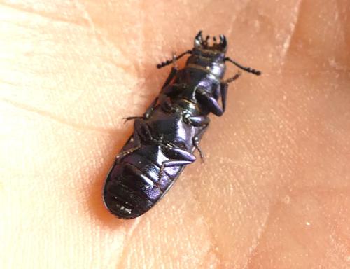 Réf. 342 035 : Temnoscheila caerulea
